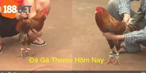 đá gà Thomo hôm nay